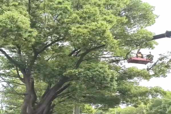 树木修剪(图10)